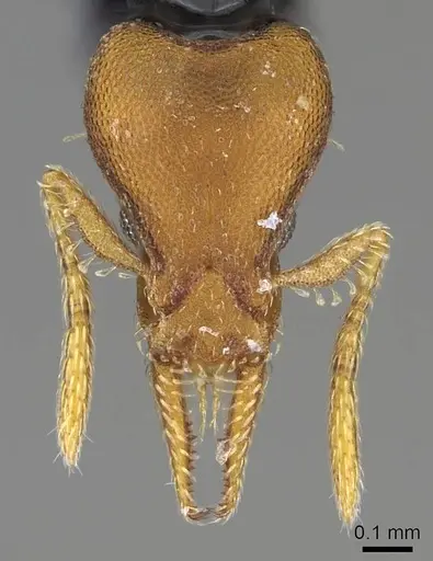 Strumigenys pasisops specimen CASENT0914609 image casent0914609_2