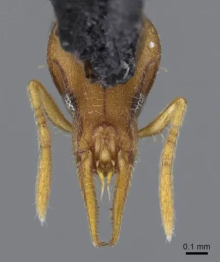Strumigenys pasisops specimen CASENT0914609 image casent0914609_3