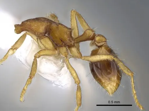 Strumigenys pasisops specimen CASENT0914609 image casent0914609_4