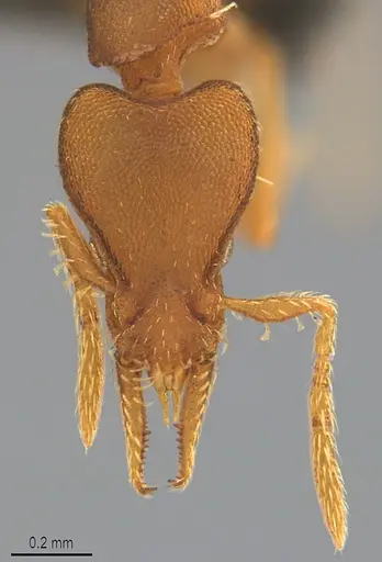Strumigenys pasisops specimen CASENT4036121 image casent4036121_1
