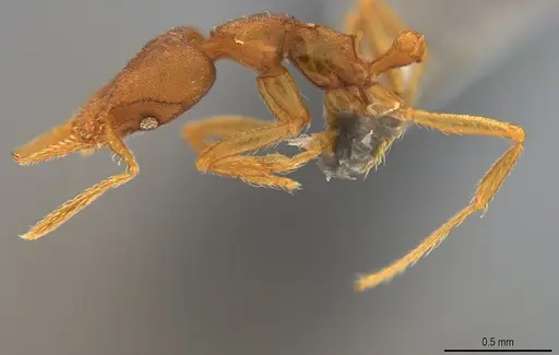 Strumigenys pasisops specimen CASENT4036121 image casent4036121_2