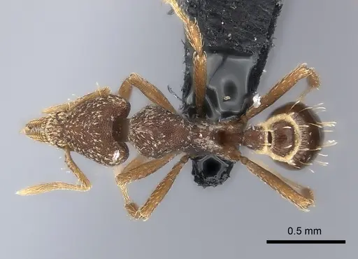 Strumigenys pedunculata specimen CASENT0217925 image casent0217925_1