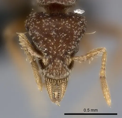 Strumigenys pedunculata specimen CASENT0217925 image casent0217925_2