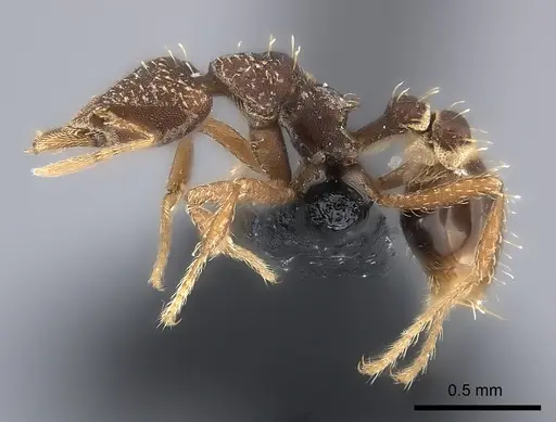Strumigenys pedunculata specimen CASENT0217925 image casent0217925_3