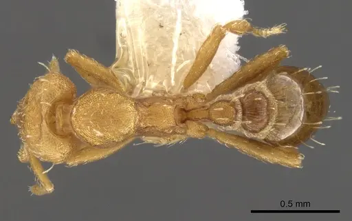 Strumigenys pedunculata specimen CASENT0900111 image casent0900111_1