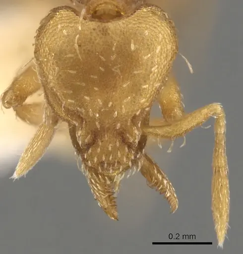 Strumigenys pedunculata specimen CASENT0900111 image casent0900111_2