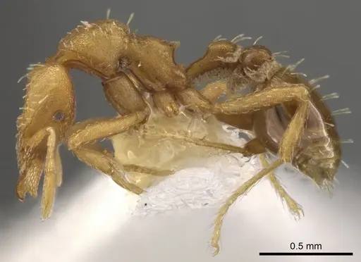 Strumigenys pedunculata specimen CASENT0900111 image casent0900111_3