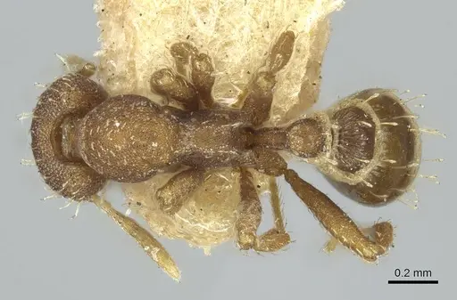 Strumigenys pedunculata specimen CASENT0915952 image casent0915952_1