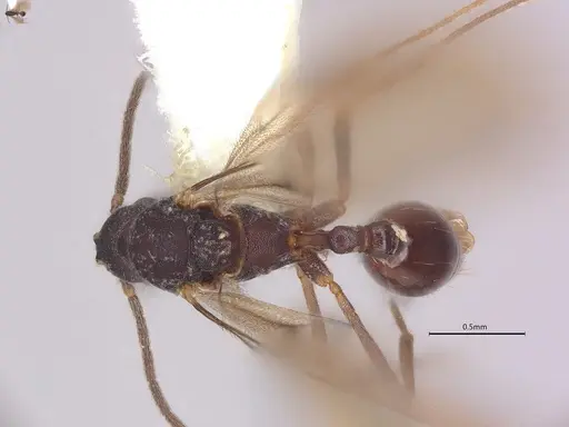 Strumigenys pedunculata specimen CASENT4036103 image casent4036103_1