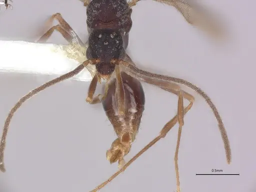 Strumigenys pedunculata specimen CASENT4036103 image casent4036103_2