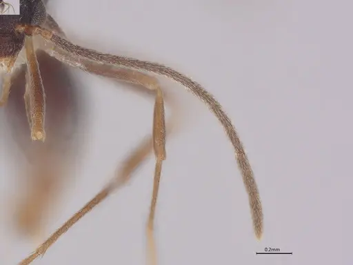 Strumigenys pedunculata specimen CASENT4036103 image casent4036103_3