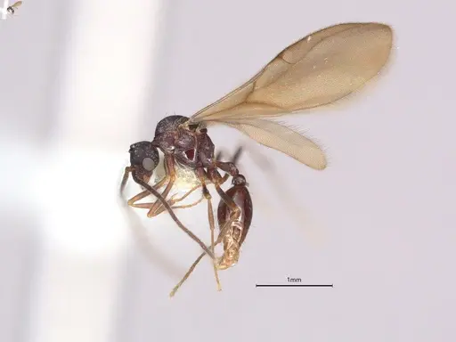 Strumigenys pedunculata specimen CASENT4036103 image casent4036103_4
