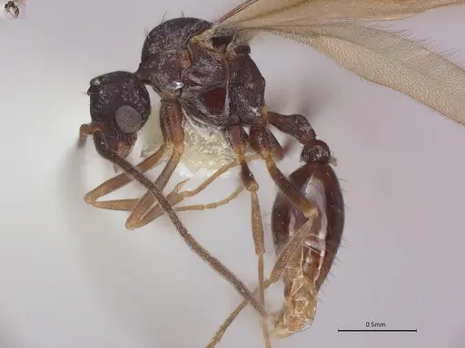 Strumigenys pedunculata specimen CASENT4036103 image casent4036103_5