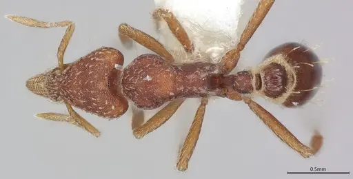 Strumigenys pedunculata specimen CASENT4036104 image casent4036104_1