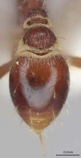 Strumigenys pedunculata specimen CASENT4036104 image casent4036104_2