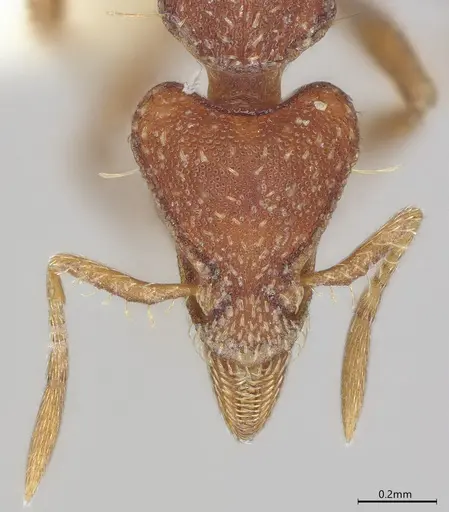 Strumigenys pedunculata specimen CASENT4036104 image casent4036104_3