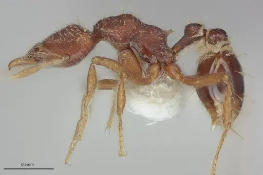 Strumigenys pedunculata specimen CASENT4036104 image casent4036104_4