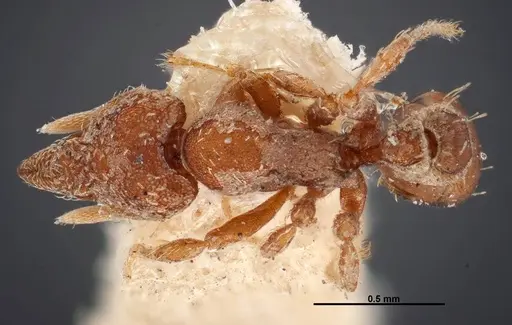 Strumigenys pedunculata specimen FMNHINS0000050787 image fmnhins0000050787_1