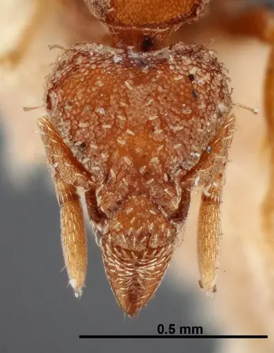 Strumigenys pedunculata specimen FMNHINS0000050787 image fmnhins0000050787_2