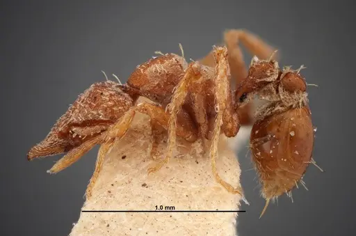 Strumigenys pedunculata specimen FMNHINS0000050787 image fmnhins0000050787_3