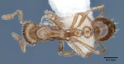 Strumigenys peetersi specimen ANIC32-002108 image anic32-002108_1