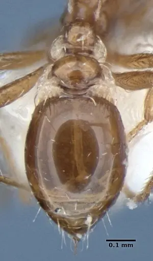 Strumigenys peetersi specimen ANIC32-002108 image anic32-002108_2