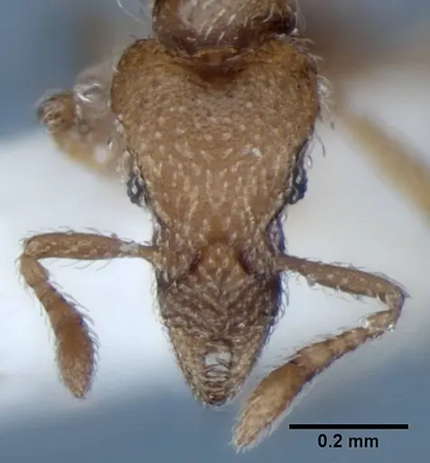 Strumigenys peetersi specimen ANIC32-002108 image anic32-002108_3