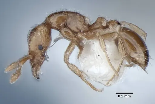 Strumigenys peetersi specimen ANIC32-002108 image anic32-002108_4
