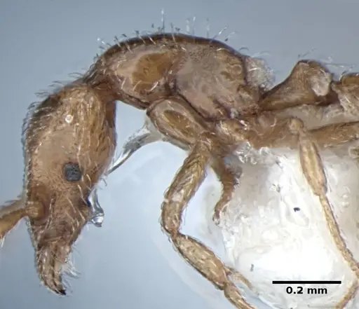 Strumigenys peetersi specimen ANIC32-002108 image anic32-002108_5