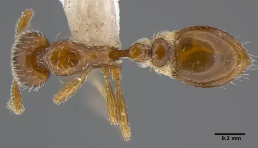 Strumigenys peetersi specimen ANTWEB1032227 image antweb1032227_1