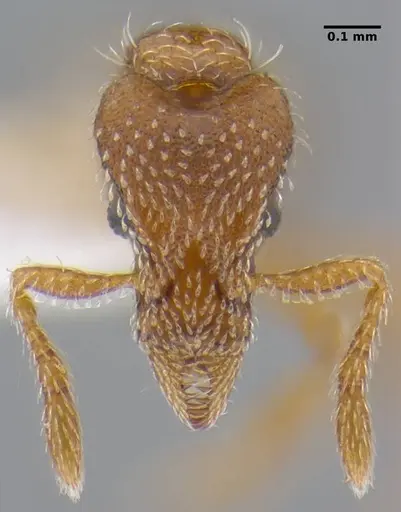Strumigenys peetersi specimen ANTWEB1032227 image antweb1032227_2