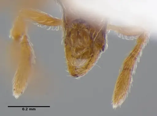 Strumigenys peetersi specimen ANTWEB1032227 image antweb1032227_3