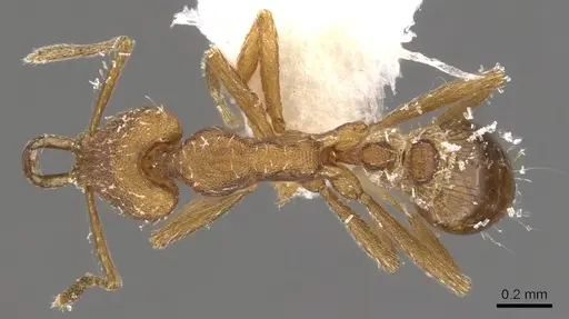 Strumigenys peraucta specimen CASENT0900812 image casent0900812_1