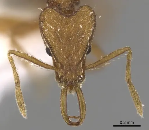 Strumigenys peraucta specimen CASENT0900812 image casent0900812_2