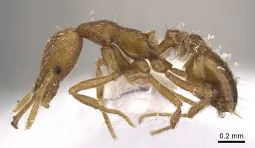 Strumigenys peraucta specimen CASENT0900812 image casent0900812_3