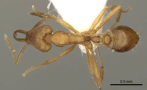 Strumigenys peraucta specimen CASENT0915698 image casent0915698_1