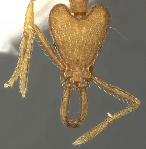 Strumigenys peraucta specimen CASENT0915698 image casent0915698_2