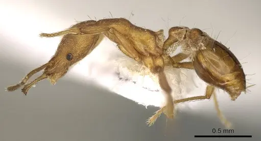 Strumigenys peraucta specimen CASENT0915698 image casent0915698_3
