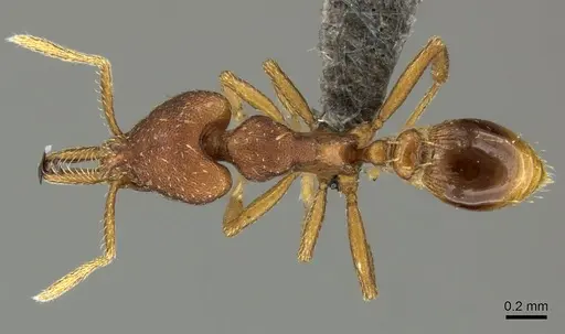 Strumigenys percrypta specimen CASENT0235717 image casent0235717_1