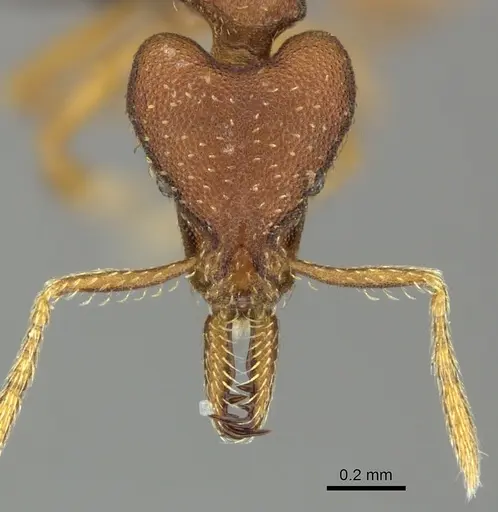Strumigenys percrypta specimen CASENT0235717 image casent0235717_2
