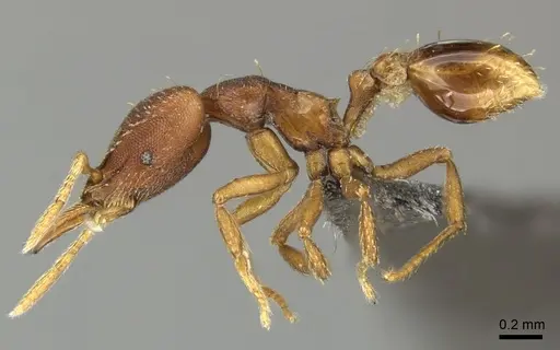 Strumigenys percrypta specimen CASENT0235717 image casent0235717_3