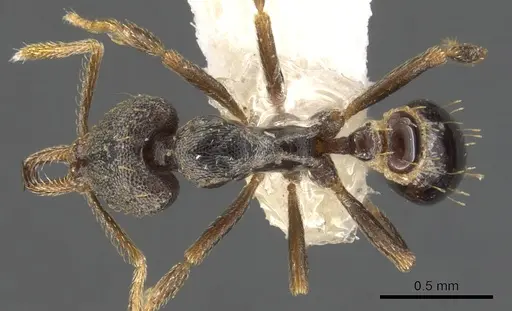 Strumigenys percrypta specimen CASENT0900621 image casent0900621_1