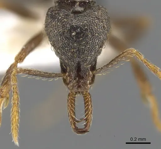 Strumigenys percrypta specimen CASENT0900621 image casent0900621_2