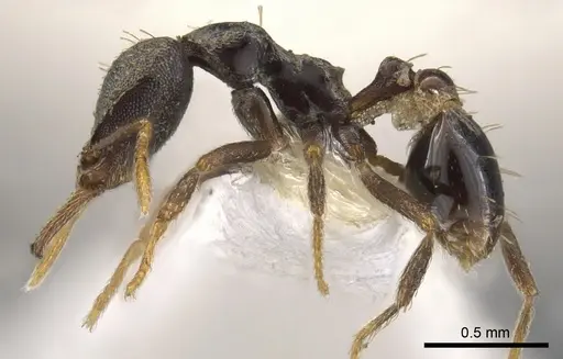 Strumigenys percrypta specimen CASENT0900621 image casent0900621_3