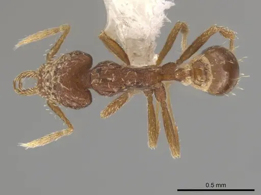 Strumigenys perdita specimen CASENT0613771 image casent0613771_1