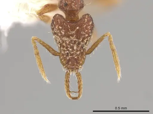 Strumigenys perdita specimen CASENT0613771 image casent0613771_2