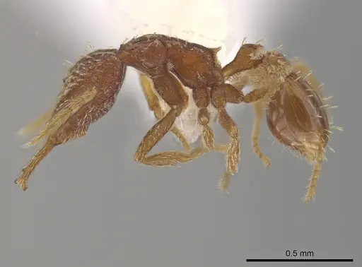 Strumigenys perdita specimen CASENT0613771 image casent0613771_3
