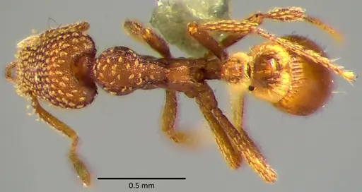 Strumigenys pergandei specimen ANTWEB1041767 image antweb1041767_1