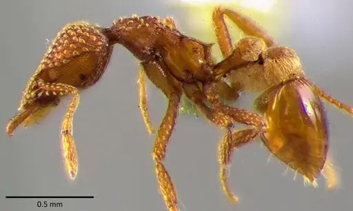 Strumigenys pergandei specimen ANTWEB1041767 image antweb1041767_3