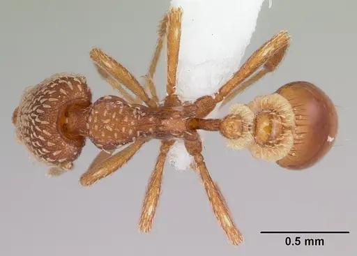 Strumigenys pergandei specimen CASENT0104882 image casent0104882_1